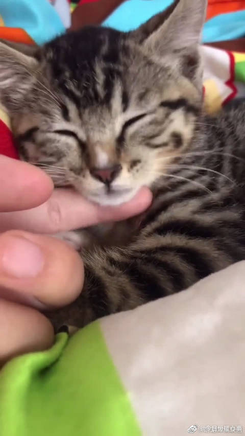 网友养猫记: 收养超凶小野猫狸花猫...
