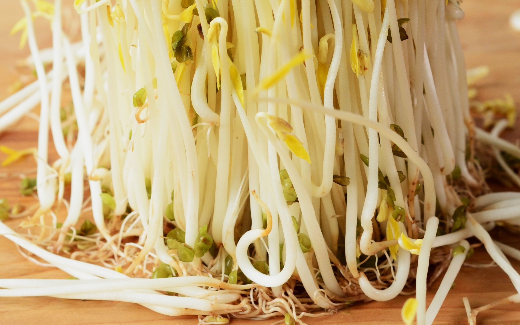 【肥丁手工坊】轻松发绿豆芽, 三色炒豆芽