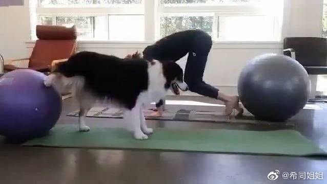 这狗不能养,养了我妈还会要我吗