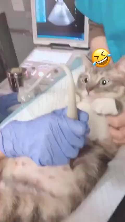 猫咪做产检太可爱了吧!