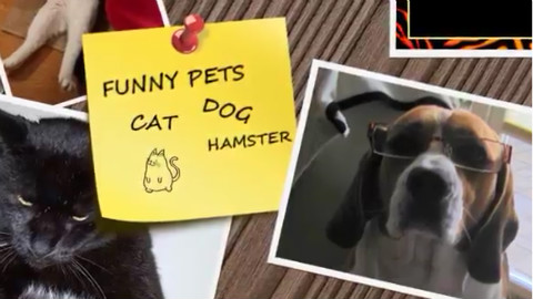 【NIKI丶】 这些猫猫狗狗和小动物一定能让你开心!