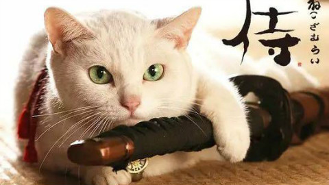 【日本】岩合光昭の猫步走世界 日语中字 720P