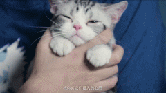 《九条命》特制猫片 之 姆们都是猫奴