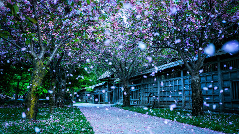 【指弹】愿樱-Gin covered by Yassin_Lin