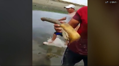 海滩挖象拔蚌