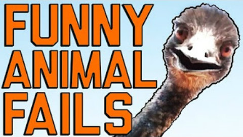 搞笑动物视频集锦【FailArmy】