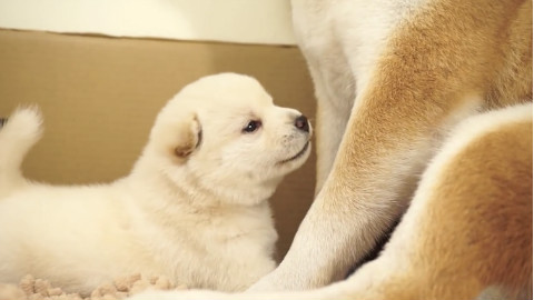 柴犬妈妈带刚出生20天的柴犬宝宝学走路,这萌态,简直融化我了~