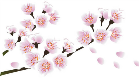 樱花樱花想见你