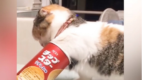猫咪这么可爱,养一只吧~~~喵