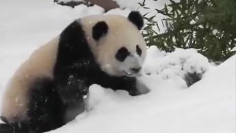 多伦多市民因为下大雪叫苦不迭的时候,当地动物园里的几只圆滚滚.... 简!直!玩!嗨!了!