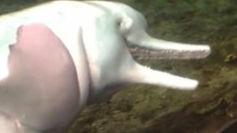 外国一网友去水族馆的时候,意外拍下了这只海豚用死鱼自我安慰的画面.....