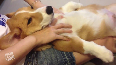 家有二货柯基犬是一种怎样的体验?