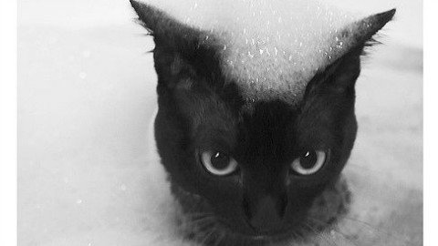 【网红猫】和主人一起泡澡的猫!这么享受是怎么回事?你还是只猫么!