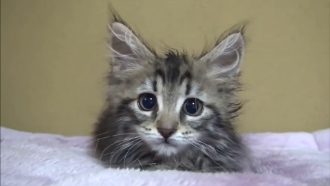 【萌宠】最有趣可爱的猫咪视频