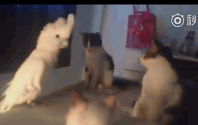 一只猫语十级的鹦鹉,它都忘记自己是只鹦鹉了