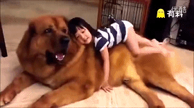 小萝莉和家里的大狗狗 这样温暖的陪伴真好
