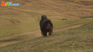 高加索犬VS藏獒对比,城市里千万别养