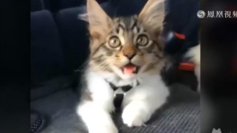 一只被哈士奇带大的猫咪,卧槽,太魔性了,这一举一动分明就是一只狗。。