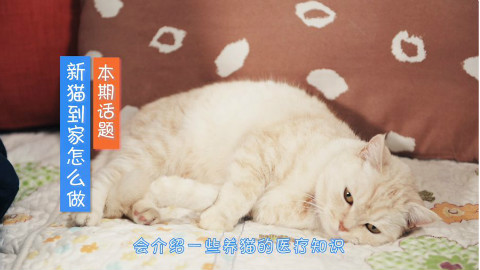 新猫到家,该怎么做?【宠医有料08期】