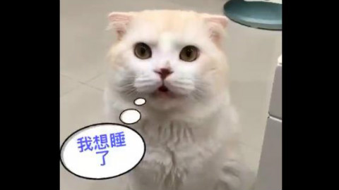 主人在看电视,猫咪不敢自己去睡觉,一直叫着要主人陪它去...