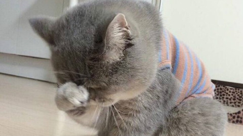 爆笑傻缺猫咪集锦!