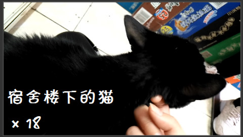 【宿舍楼下的猫】×18
