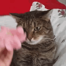 如何用咒语封印一只猫