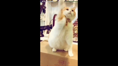 胖猫够不着