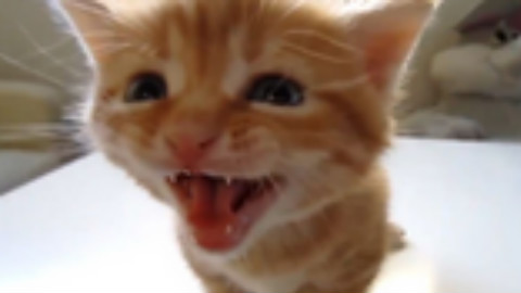 【喵】史上最萌的小奶猫叫声,请自带血包~