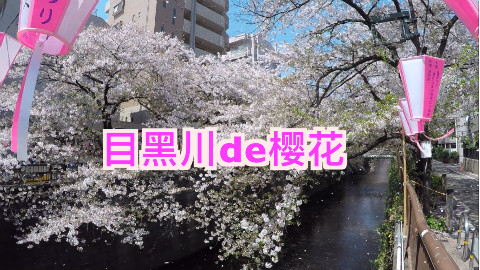 今年的日本樱花季【SAKURA&YURI】