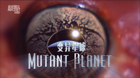 【探索频道】变异星球第二集澳大利亚【1080p】【双语特效字幕】【纪录片之家爱自然】