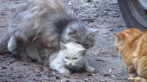 三只公猫同时爱上一只母猫