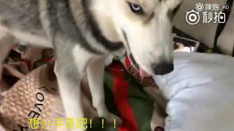 【二哈】我看这狗是欠教训了吧