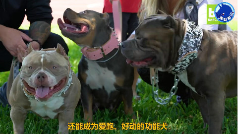 世界最贵的犬类之一50万美元一只的狗狗,您见过吗?