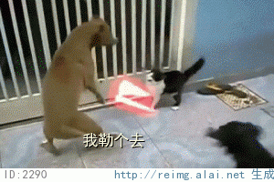 猫狗大战~~