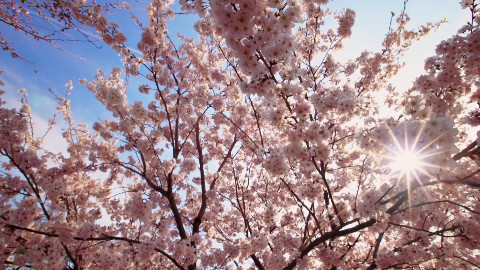 【BBC纪录片】日本赏春:樱花盛开时节【双语字幕/@尤尼控领域】