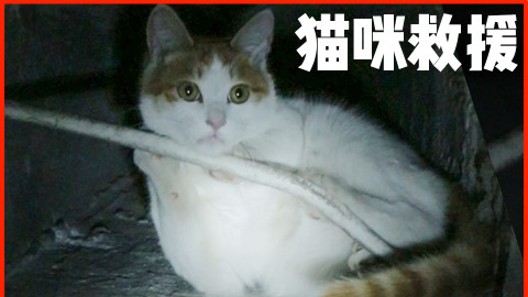 危急救援!堕入20米深井的绝望猫咪,求你们不要再散养了!