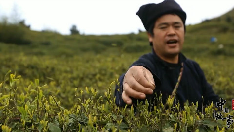 中国故事:毛尖传承人的一天