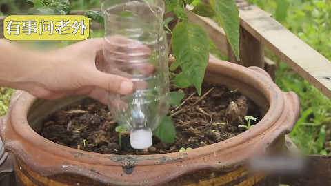 给植物自动浇水,一个塑料瓶就能让你实现