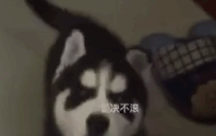 汪星人吵架,我只服二哈,这么小的狗崽子居然这么厉害