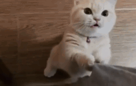 拽人衣角猫表情包图片