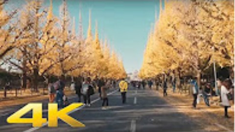 【東京・外苑前/紅葉】4K 漫步在东京 外苑前/红叶 20161125