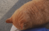 岛国一小哥在公园椅子上遇到一只橘猫!然后就被封印了