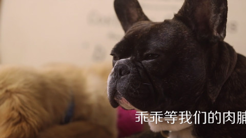 一味 | 狗狗版猪肉脯 能带出门随时享受的美味