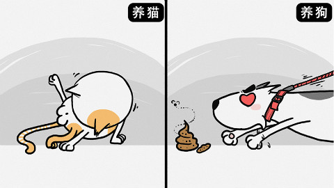 家有一喵和家有一狗,到底有哪些不同?
