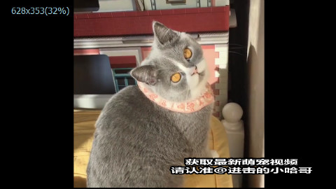 超可爱的英短!声音好苏……