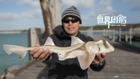 光哥自制笼子捕螃蟹,海钓收获呆萌小鲨鱼