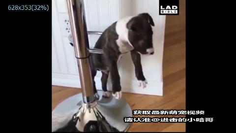 蠢狗只有摔倒了才逃出来