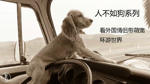 外国情侣带着狗环游世界,看完感觉活到现在不如一只狗!好气啊!