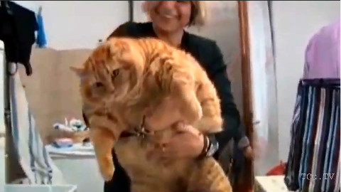 【世界上最肥的猫】视频选取一些世界各地那些家养的最胖的猫,看看猫咪到底能吃到多肥